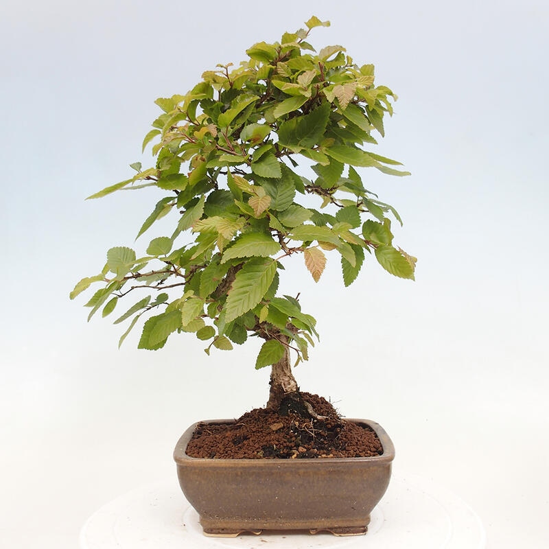 Bonsai voor buiten -Carpinus CARPINOIDES - Koreaanse haagbeuk