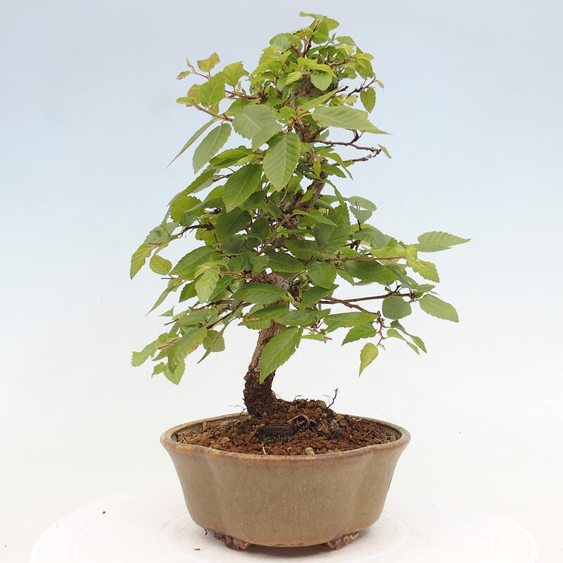 Bonsai voor buiten -Carpinus CARPINOIDES - Koreaanse haagbeuk
