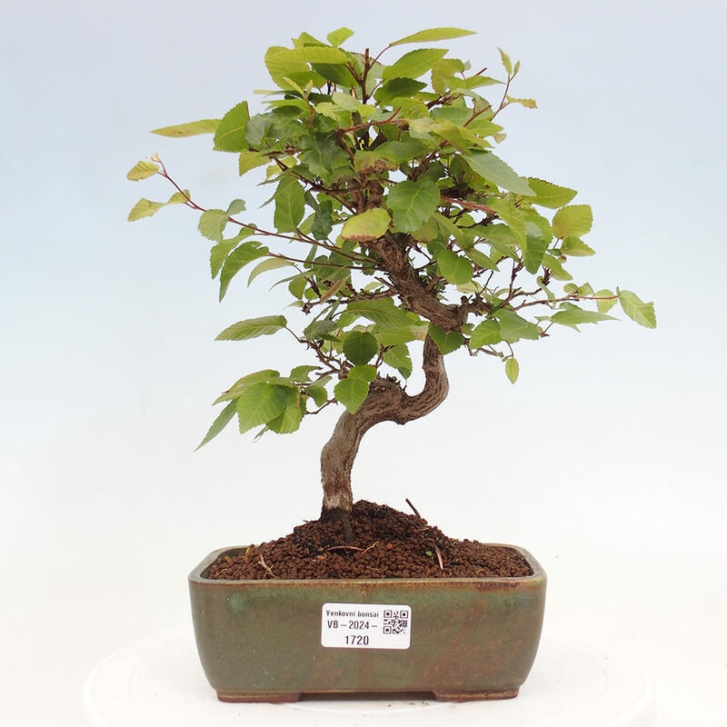 Bonsai voor buiten -Carpinus CARPINOIDES - Koreaanse haagbeuk