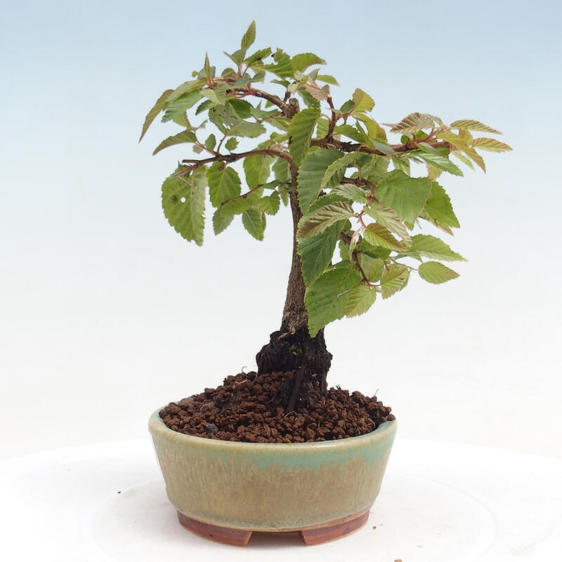 Bonsai voor buiten -Carpinus CARPINOIDES - Koreaanse haagbeuk