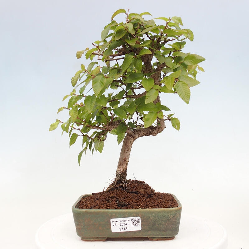 Bonsai voor buiten -Carpinus CARPINOIDES - Koreaanse haagbeuk