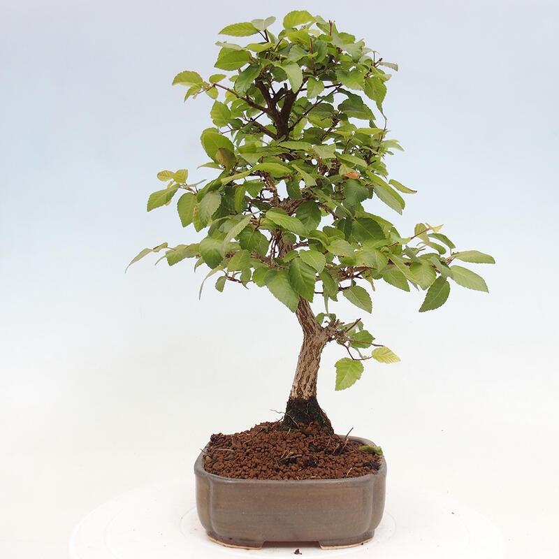 Bonsai voor buiten -Carpinus CARPINOIDES - Koreaanse haagbeuk