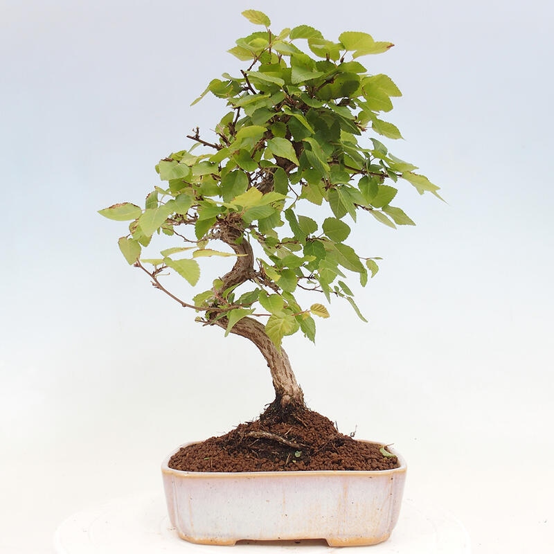 Bonsai voor buiten -Carpinus CARPINOIDES - Koreaanse haagbeuk