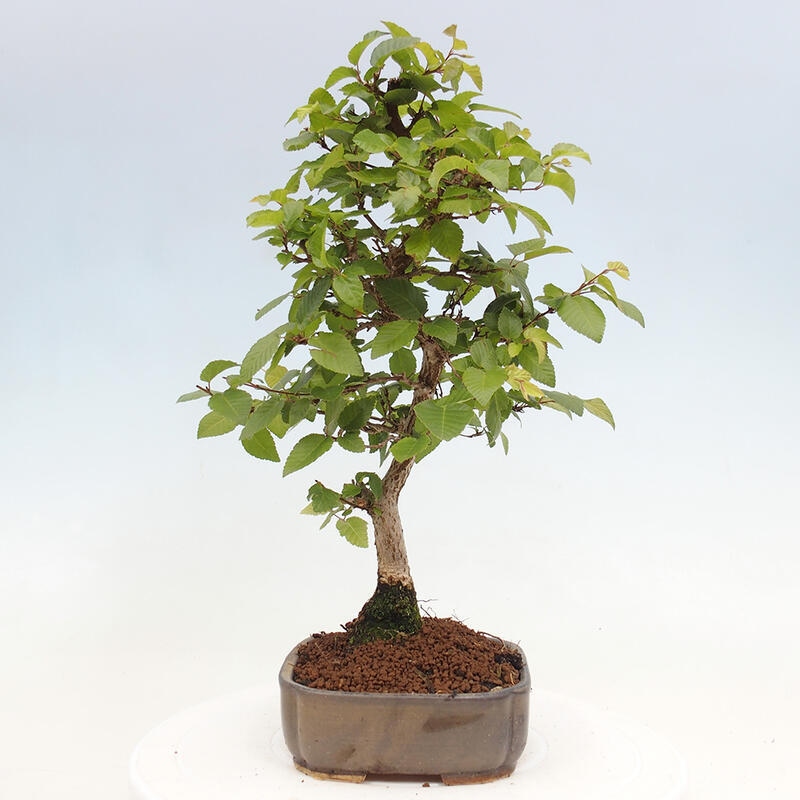 Bonsai voor buiten -Carpinus CARPINOIDES - Koreaanse haagbeuk