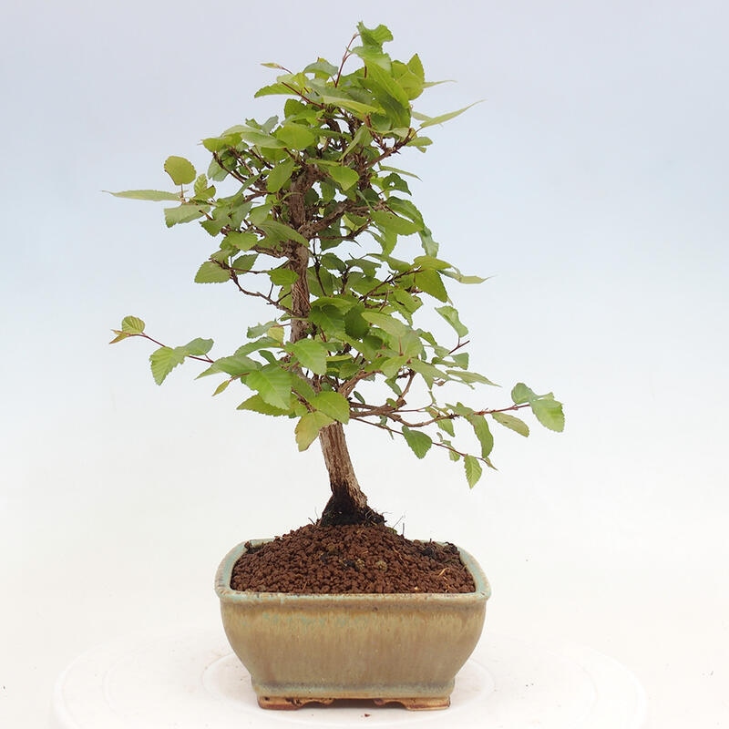 Bonsai voor buiten -Carpinus CARPINOIDES - Koreaanse haagbeuk