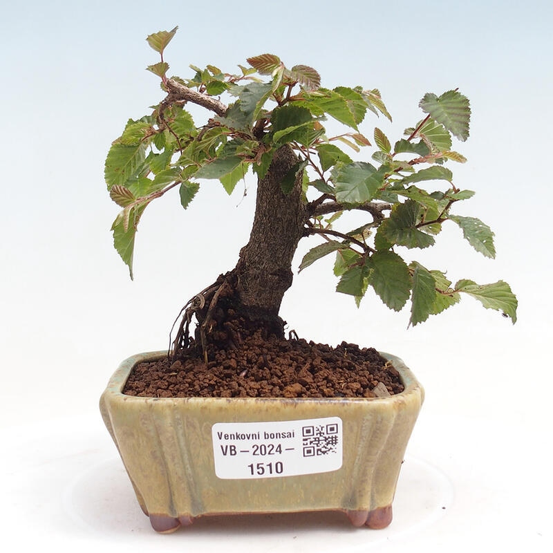 Bonsai voor buiten -Carpinus CARPINOIDES - Koreaanse haagbeuk