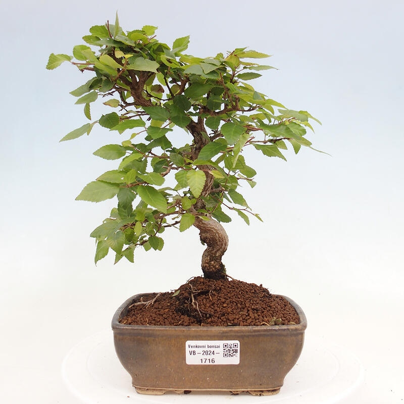 Bonsai voor buiten -Carpinus CARPINOIDES - Koreaanse haagbeuk