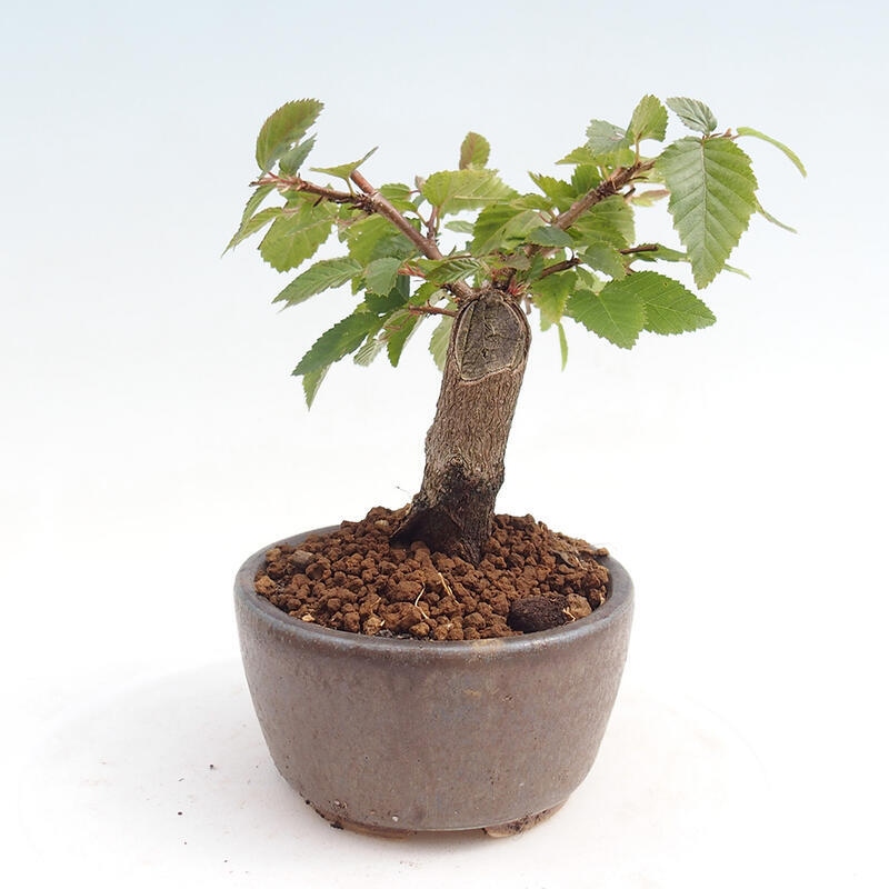 Bonsai voor buiten -Carpinus CARPINOIDES - Koreaanse haagbeuk