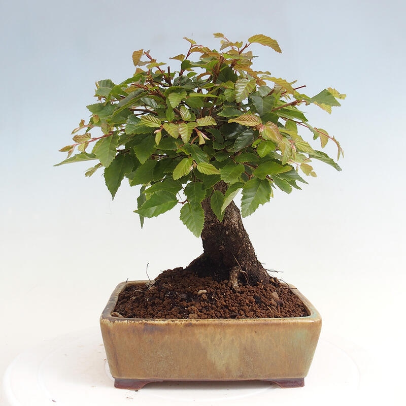 Bonsai voor buiten -Carpinus CARPINOIDES - Koreaanse haagbeuk