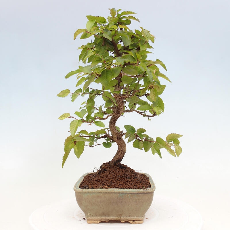 Bonsai voor buiten -Carpinus CARPINOIDES - Koreaanse haagbeuk