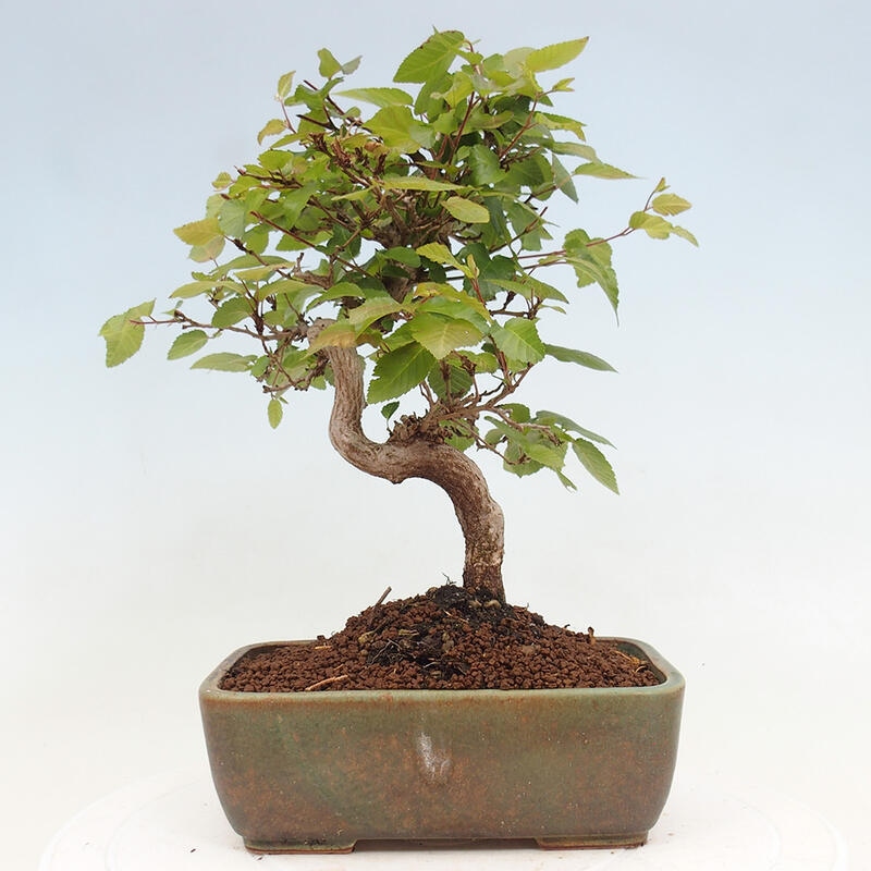 Bonsai voor buiten -Carpinus CARPINOIDES - Koreaanse haagbeuk