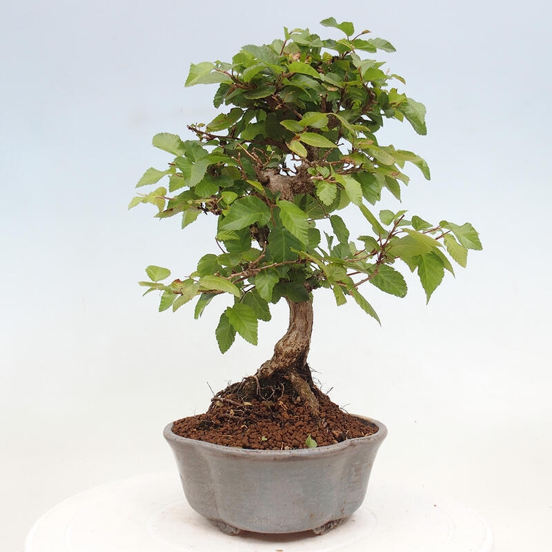 Bonsai voor buiten -Carpinus CARPINOIDES - Koreaanse haagbeuk