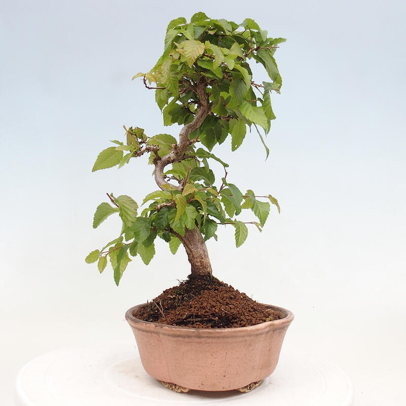 Bonsai voor buiten -Carpinus CARPINOIDES - Koreaanse haagbeuk