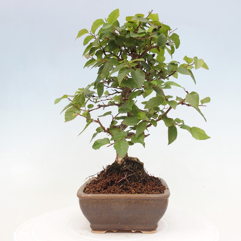 Bonsai voor buiten -Carpinus CARPINOIDES - Koreaanse haagbeuk
