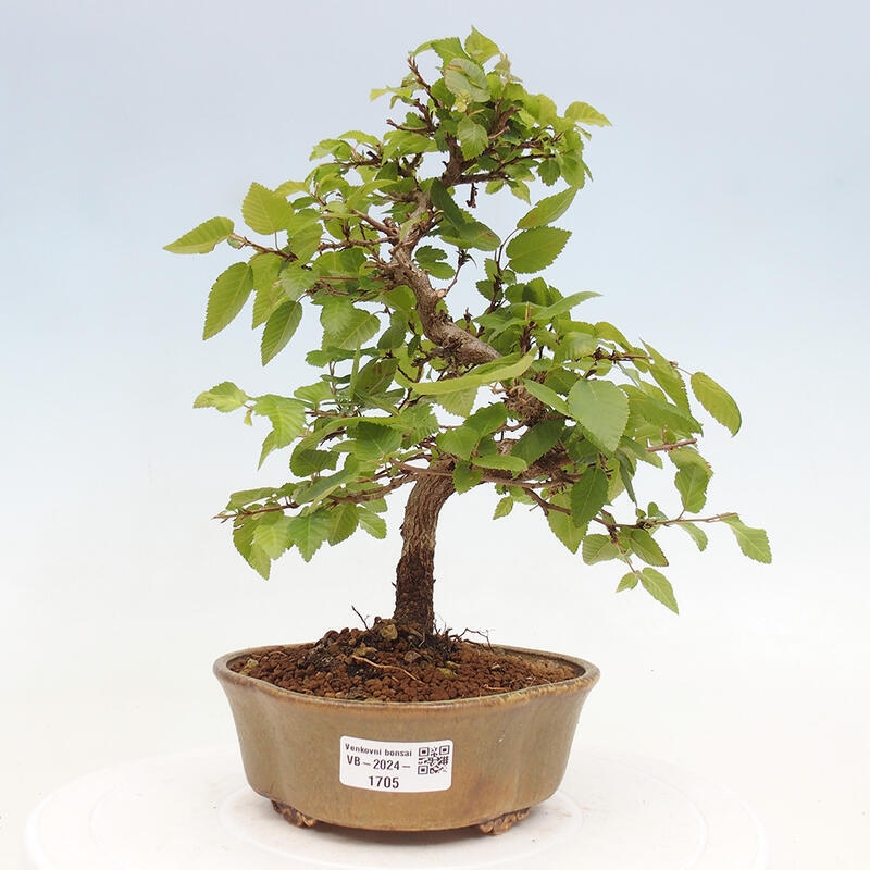 Bonsai voor buiten -Carpinus CARPINOIDES - Koreaanse haagbeuk