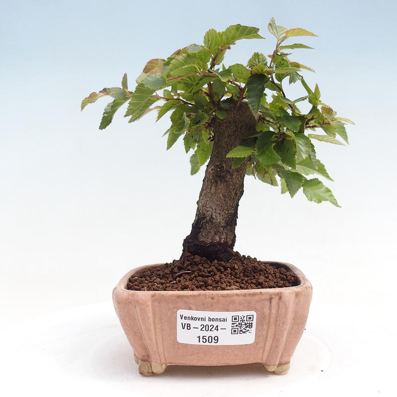 Bonsai voor buiten -Carpinus CARPINOIDES - Koreaanse haagbeuk