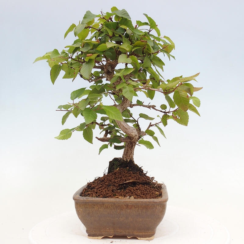 Bonsai voor buiten -Carpinus CARPINOIDES - Koreaanse haagbeuk