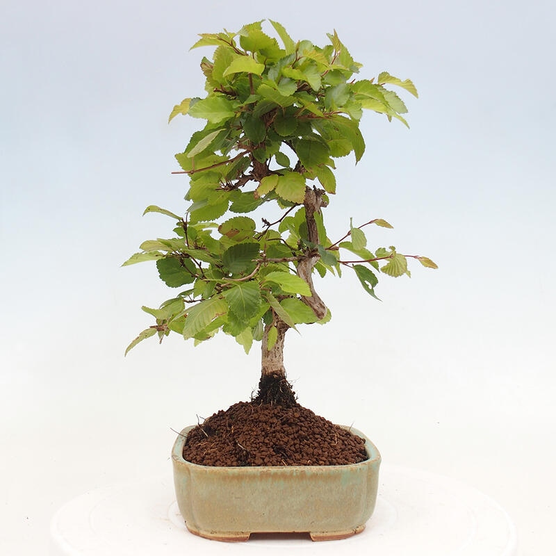 Bonsai voor buiten -Carpinus CARPINOIDES - Koreaanse haagbeuk