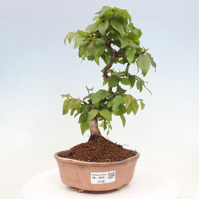 Bonsai voor buiten -Carpinus CARPINOIDES - Koreaanse haagbeuk