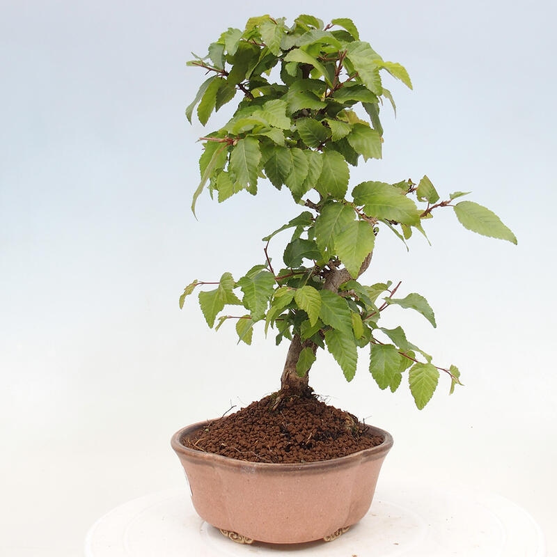 Bonsai voor buiten -Carpinus CARPINOIDES - Koreaanse haagbeuk