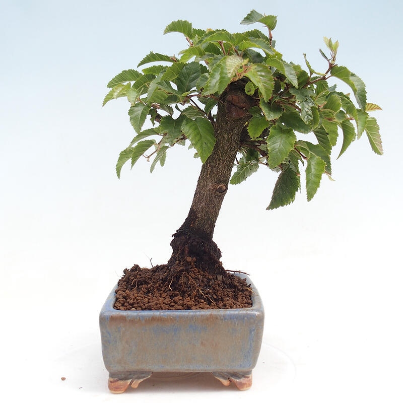 Bonsai voor buiten -Carpinus CARPINOIDES - Koreaanse haagbeuk