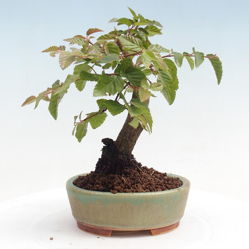 Bonsai voor buiten -Carpinus CARPINOIDES - Koreaanse haagbeuk