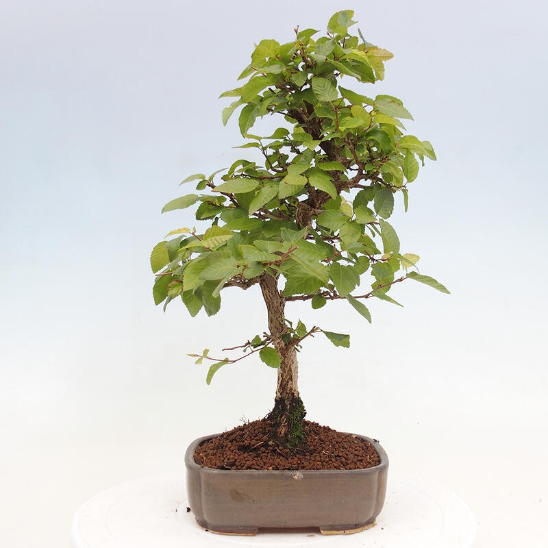 Bonsai voor buiten -Carpinus CARPINOIDES - Koreaanse haagbeuk