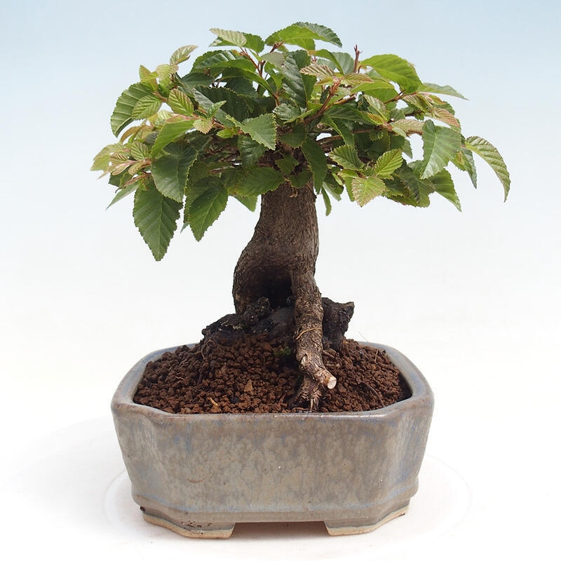 Bonsai voor buiten -Carpinus CARPINOIDES - Koreaanse haagbeuk