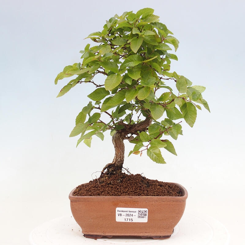 Bonsai voor buiten -Carpinus CARPINOIDES - Koreaanse haagbeuk