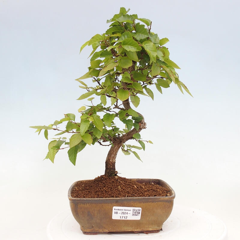 Bonsai voor buiten -Carpinus CARPINOIDES - Koreaanse haagbeuk