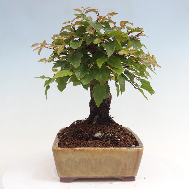 Bonsai voor buiten -Carpinus CARPINOIDES - Koreaanse haagbeuk