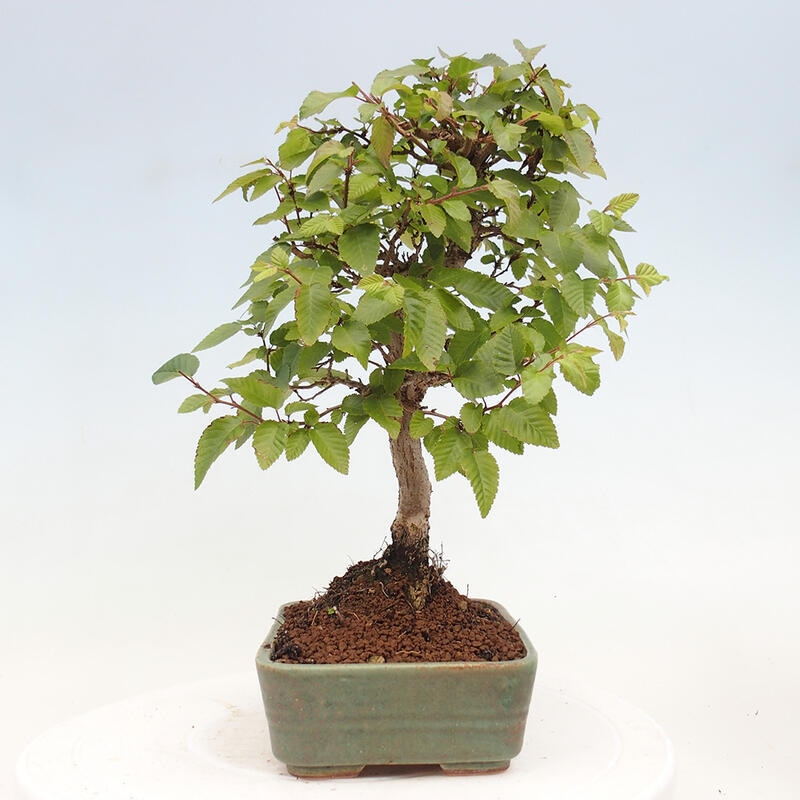 Bonsai voor buiten -Carpinus CARPINOIDES - Koreaanse haagbeuk