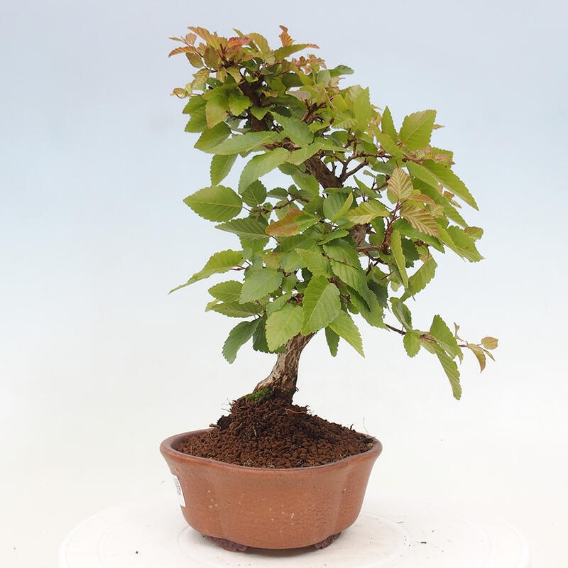 Bonsai voor buiten -Carpinus CARPINOIDES - Koreaanse haagbeuk