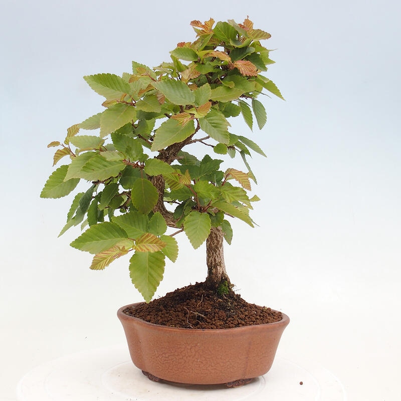 Bonsai voor buiten -Carpinus CARPINOIDES - Koreaanse haagbeuk