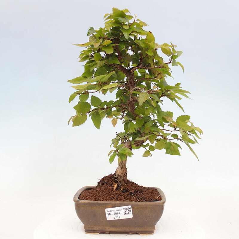 Bonsai voor buiten -Carpinus CARPINOIDES - Koreaanse haagbeuk