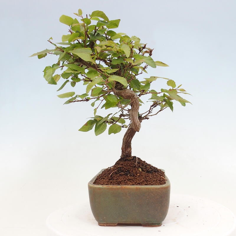 Bonsai voor buiten -Carpinus CARPINOIDES - Koreaanse haagbeuk