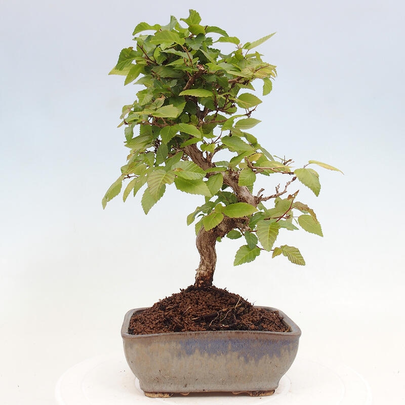 Bonsai voor buiten -Carpinus CARPINOIDES - Koreaanse haagbeuk