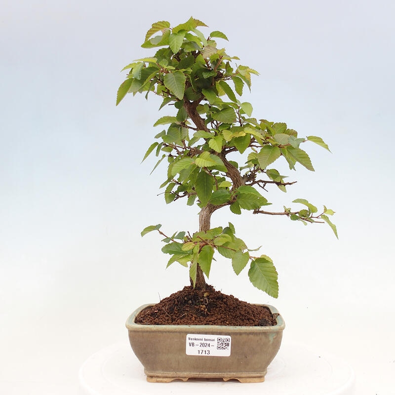 Bonsai voor buiten -Carpinus CARPINOIDES - Koreaanse haagbeuk