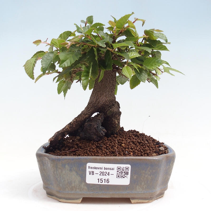 Bonsai voor buiten -Carpinus CARPINOIDES - Koreaanse haagbeuk