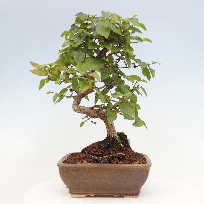 Bonsai voor buiten -Carpinus CARPINOIDES - Koreaanse haagbeuk