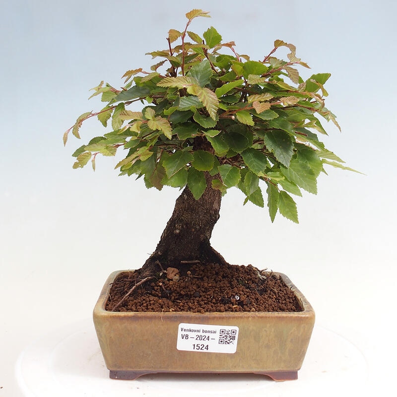 Bonsai voor buiten -Carpinus CARPINOIDES - Koreaanse haagbeuk