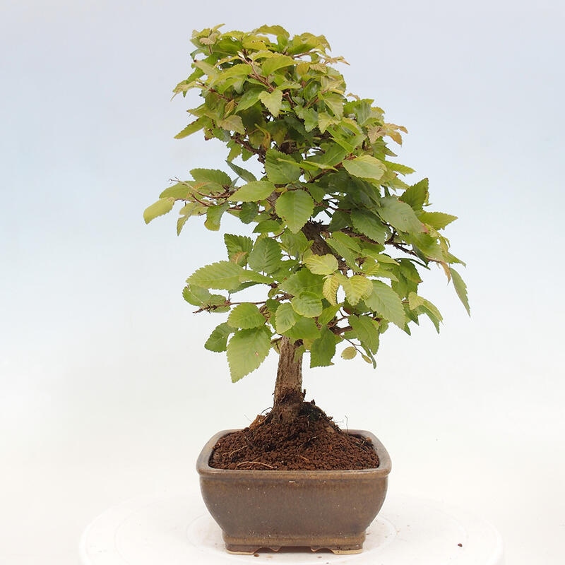 Bonsai voor buiten -Carpinus CARPINOIDES - Koreaanse haagbeuk
