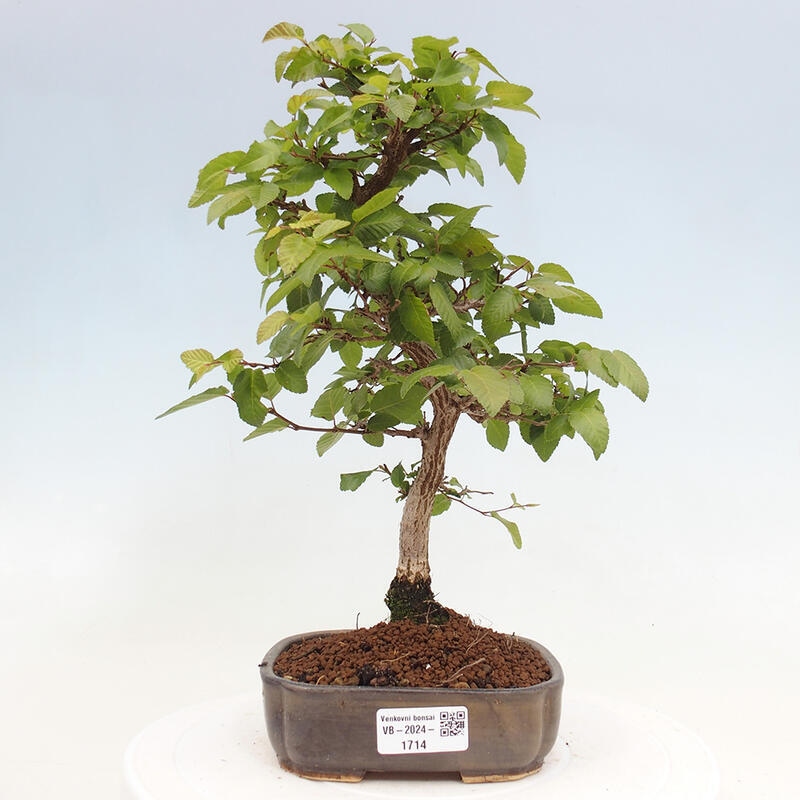 Bonsai voor buiten -Carpinus CARPINOIDES - Koreaanse haagbeuk