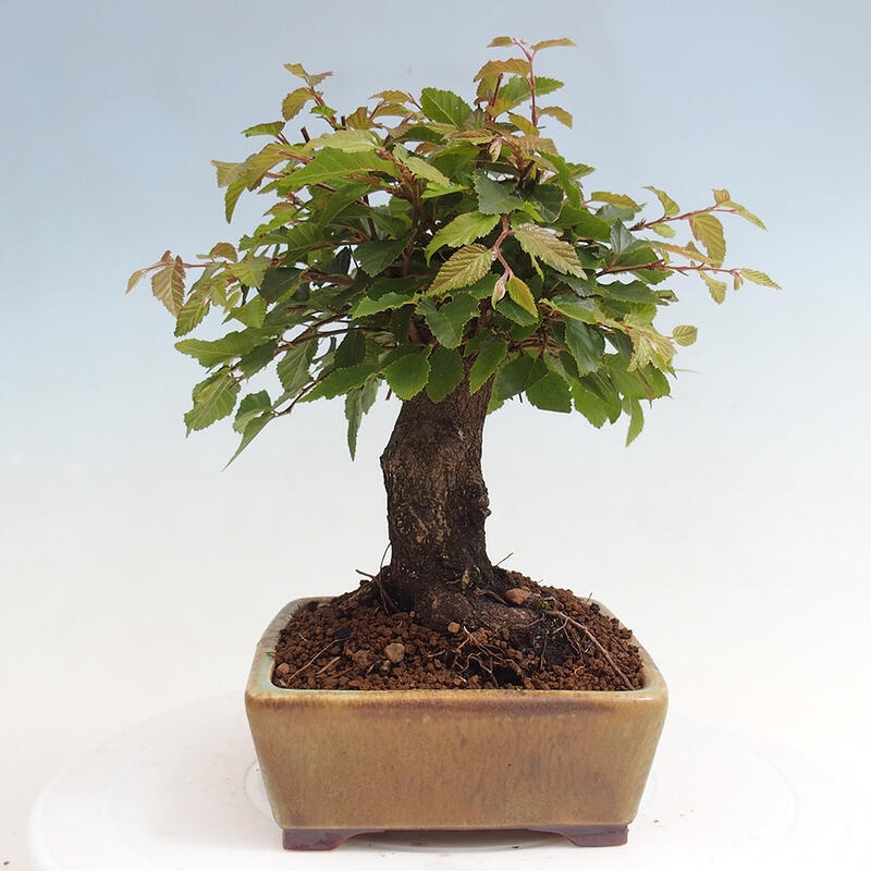 Bonsai voor buiten -Carpinus CARPINOIDES - Koreaanse haagbeuk