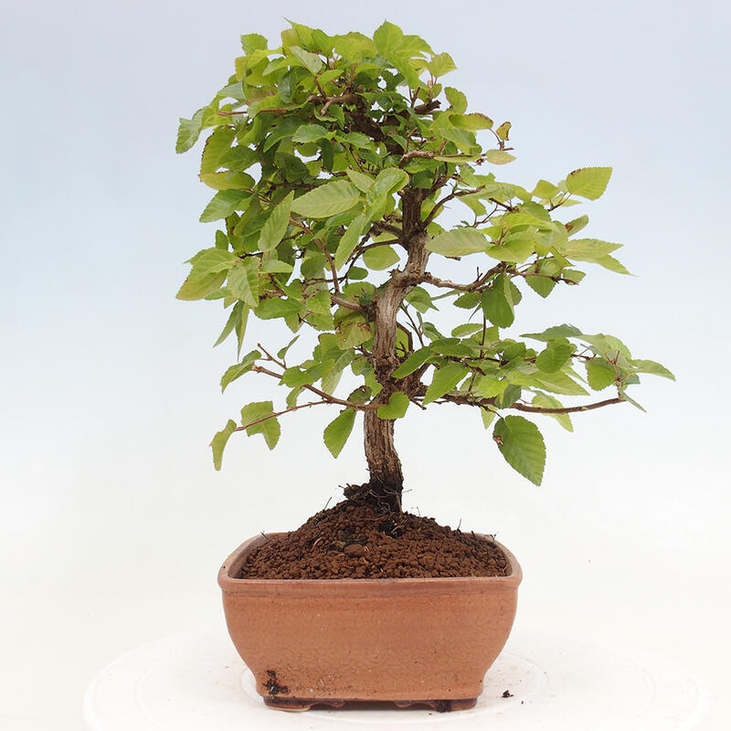 Bonsai voor buiten -Carpinus CARPINOIDES - Koreaanse haagbeuk