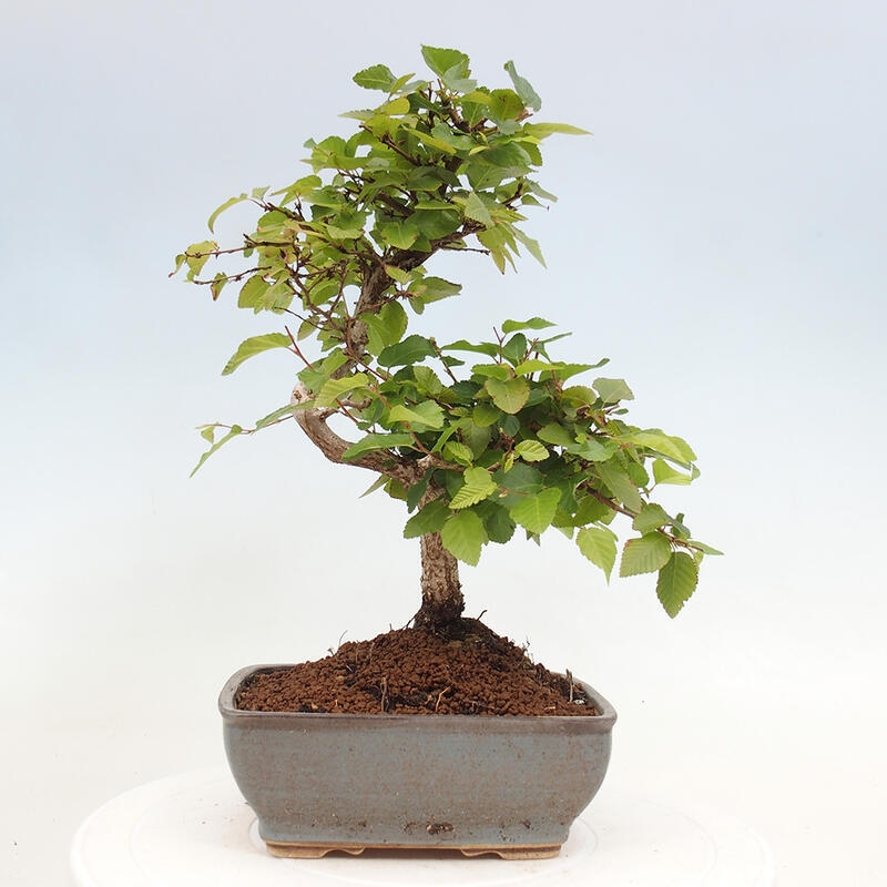 Bonsai voor buiten -Carpinus CARPINOIDES - Koreaanse haagbeuk
