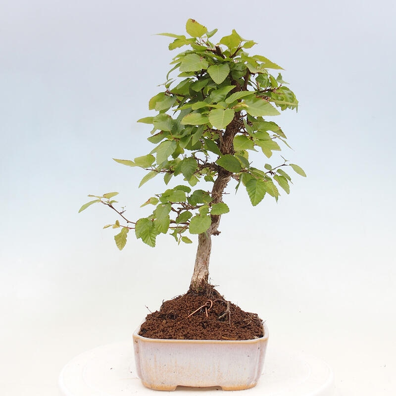 Bonsai voor buiten -Carpinus CARPINOIDES - Koreaanse haagbeuk