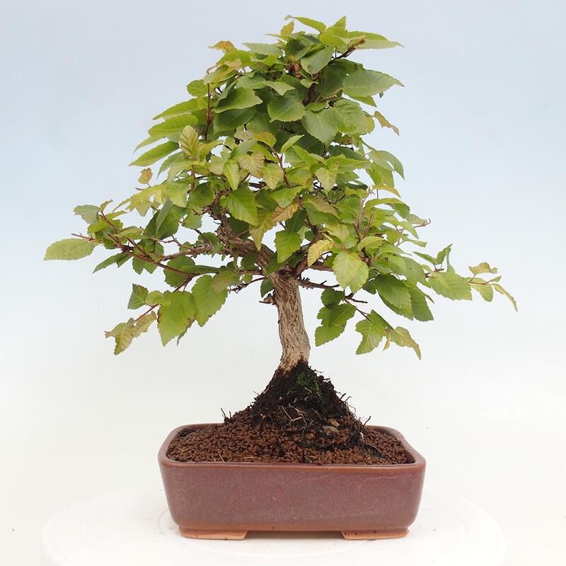 Bonsai voor buiten -Carpinus CARPINOIDES - Koreaanse haagbeuk