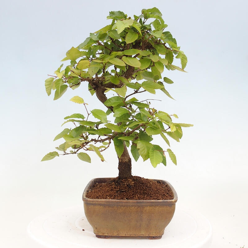 Bonsai voor buiten -Carpinus CARPINOIDES - Koreaanse haagbeuk