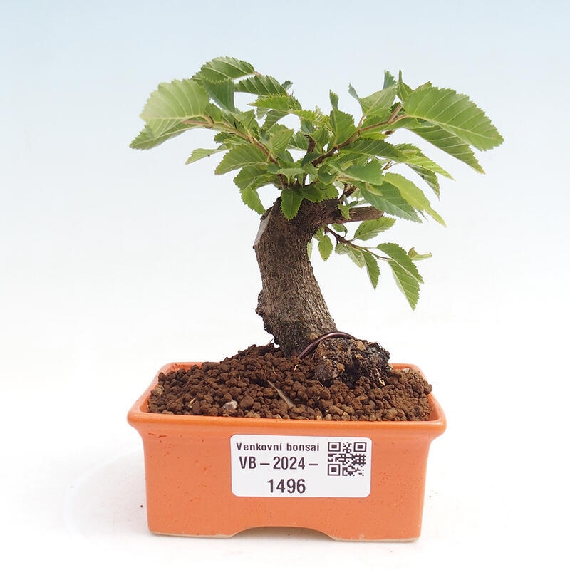 Bonsai voor buiten -Carpinus CARPINOIDES - Koreaanse haagbeuk